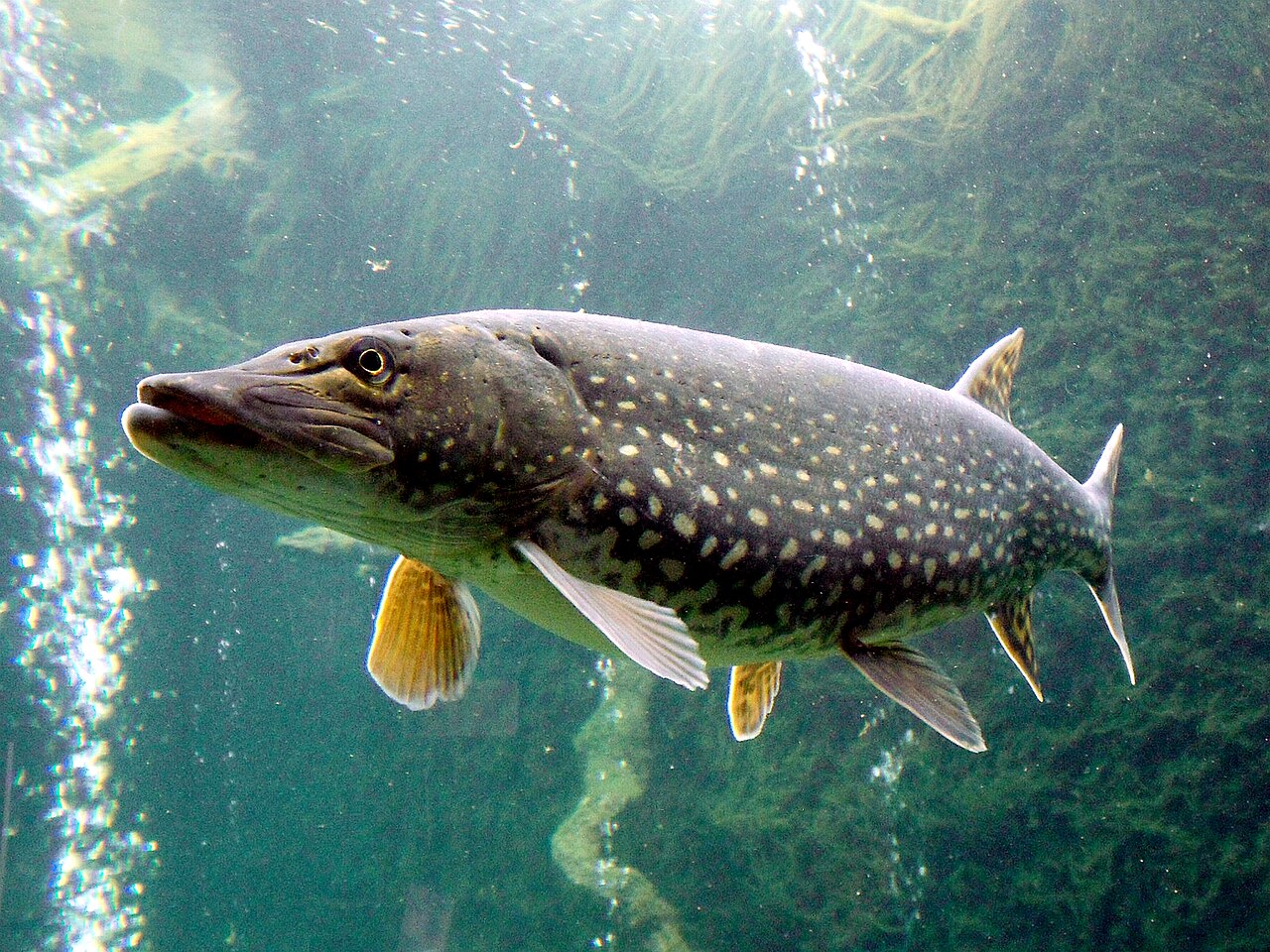 brochet